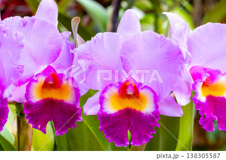 ラン科植物の洋ランの女王カトレア（カトレヤ）の花クローズアップ 138305587