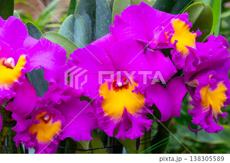 ラン科植物の洋ランの女王カトレア(カトレヤ)の花クローズアップ ラン科植物の洋ランの女王カトレア(カトレヤ)の花クローズアップ 138305589
