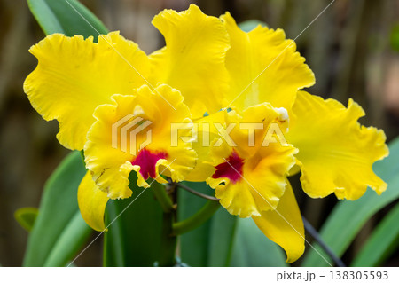 ラン科植物の洋ランの女王カトレア(カトレヤ)の花クローズアップ ラン科植物の洋ランの女王カトレア(カトレヤ)の花クローズアップ 138305593