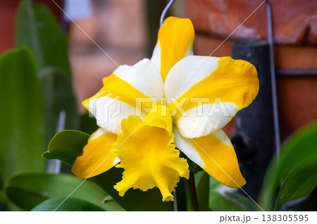 ラン科植物の洋ランの女王カトレア（カトレヤ）の花クローズアップ 138305595