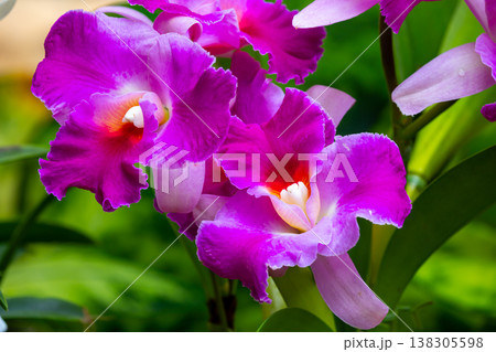 ラン科植物の洋ランの女王カトレア(カトレヤ)の花クローズアップ ラン科植物の洋ランの女王カトレア(カトレヤ)の花クローズアップ 138305598