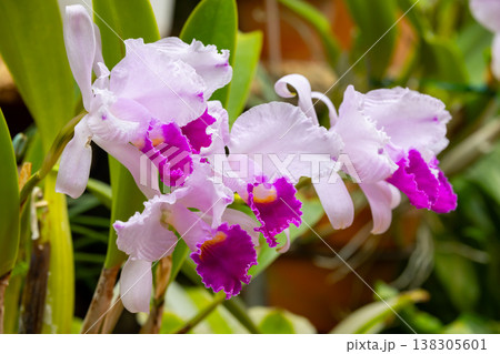 ラン科植物の洋ランの女王カトレア(カトレヤ)の花クローズアップ ラン科植物の洋ランの女王カトレア(カトレヤ)の花クローズアップ 138305601
