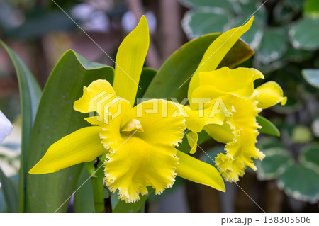ラン科植物の洋ランの女王カトレア(カトレヤ)の花クローズアップ ラン科植物の洋ランの女王カトレア(カトレヤ)の花クローズアップ 138305606