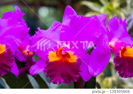 ラン科植物の洋ランの女王カトレア(カトレヤ)の花クローズアップ ラン科植物の洋ランの女王カトレア(カトレヤ)の花クローズアップ 138305608