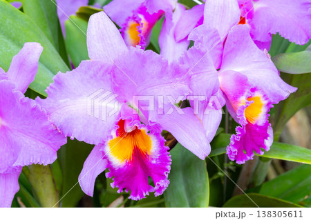 ラン科植物の洋ランの女王カトレア(カトレヤ)の花クローズアップ ラン科植物の洋ランの女王カトレア(カトレヤ)の花クローズアップ 138305611