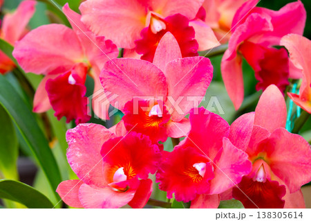 ラン科植物の洋ランの女王カトレア(カトレヤ)の花クローズアップ ラン科植物の洋ランの女王カトレア(カトレヤ)の花クローズアップ 138305614
