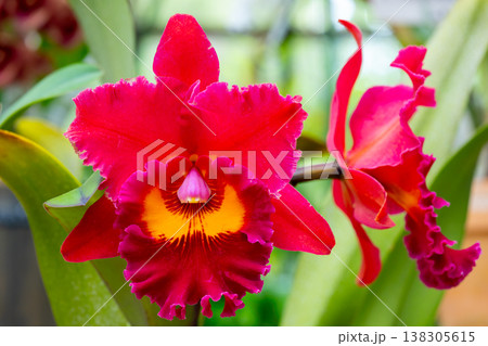 ラン科植物の洋ランの女王カトレア（カトレヤ）の花クローズアップ 138305615