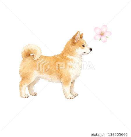 柴犬 水彩イラスト 横向き 立ち姿 桜 春 かわいい犬の単体素材 シンプル 手描き風 シリーズ素材 138305663
