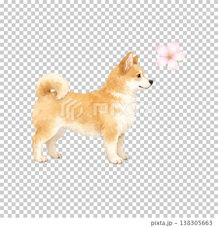 柴犬 水彩イラスト 横向き 立ち姿 桜 春 かわいい犬の単体素材 シンプル 手描き風 シリーズ素材 138305663