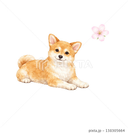 柴犬 水彩イラスト 伏せ ポーズ 桜 春 かわいい犬の単体素材 シンプル 手描き風 シリーズ素材 138305664
