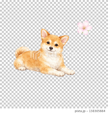 柴犬 水彩イラスト 伏せ ポーズ 桜 春 かわいい犬の単体素材 シンプル 手描き風 シリーズ素材 138305664
