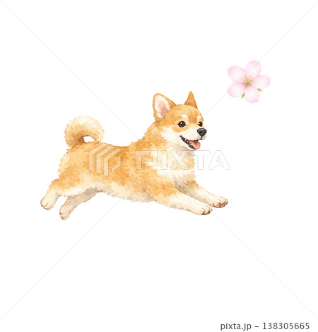 柴犬 水彩イラスト 走る ポーズ 桜 春 かわいい犬の単体素材 シンプル 手描き風 シリーズ素材 138305665