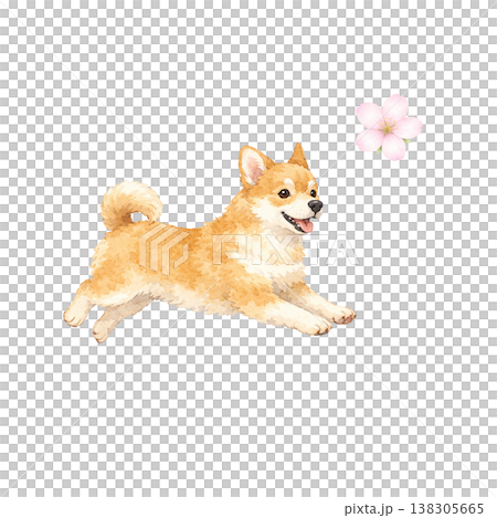 柴犬 水彩イラスト 走る ポーズ 桜 春 かわいい犬の単体素材 シンプル 手描き風 シリーズ素材 138305665