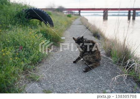 堤防で遊ぶさび猫 堤防で遊ぶさび猫 138305708