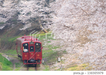 桜並木と「ことこと列車」(平成筑豊鉄道) 桜並木と「ことこと列車」(平成筑豊鉄道) 138305979