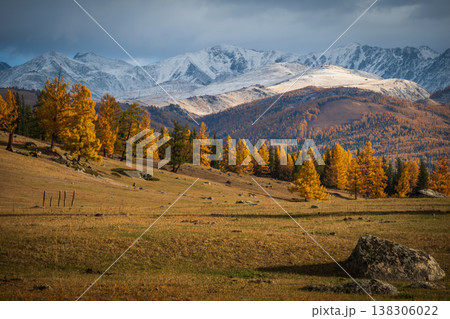 Golden larch forest on alpine foothills with snow capped mountains and moody sky Golden larch forest on alpine foothills with snow capped mountains and moody sky 138306022