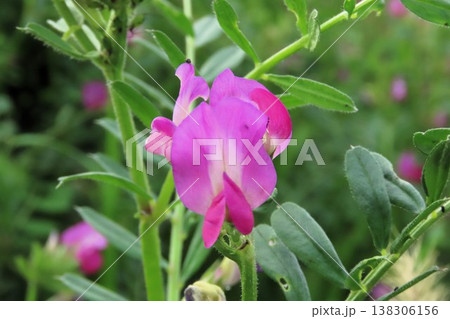 春の訪れ:野の花:カラスノエンドウ:天の川河川敷 春の訪れ:野の花:カラスノエンドウ:天の川河川敷 138306156