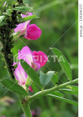 春の訪れ:野の花:カラスノエンドウ:天の川河川敷 春の訪れ:野の花:カラスノエンドウ:天の川河川敷 138306157