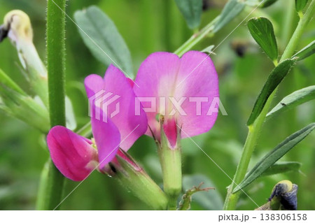 春の訪れ:野の花:カラスノエンドウ:天の川河川敷 春の訪れ:野の花:カラスノエンドウ:天の川河川敷 138306158
