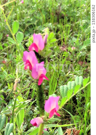 春の訪れ:野の花:カラスノエンドウ:天の川河川敷 春の訪れ:野の花:カラスノエンドウ:天の川河川敷 138306162