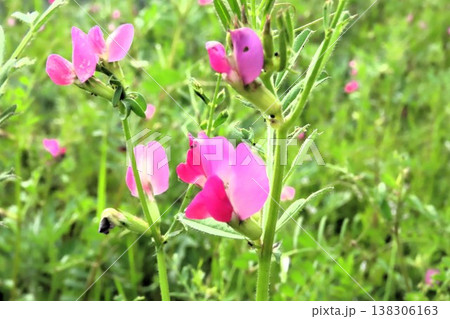 春の訪れ：野の花：カラスノエンドウ：天の川河川敷 138306163