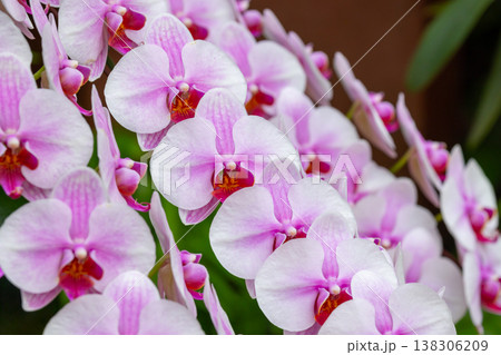 ラン科植物で洋ランの一種コチョウラン(胡蝶蘭)の花クローズアップ ラン科植物で洋ランの一種コチョウラン(胡蝶蘭)の花クローズアップ 138306209