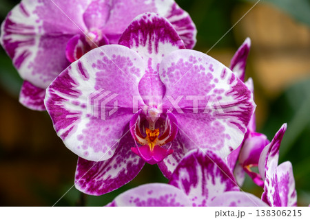 ラン科植物で洋ランの一種コチョウラン(胡蝶蘭)の花クローズアップ ラン科植物で洋ランの一種コチョウラン(胡蝶蘭)の花クローズアップ 138306215