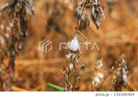 冬の森　枯れ草に付いていた白い繭03 138306484
