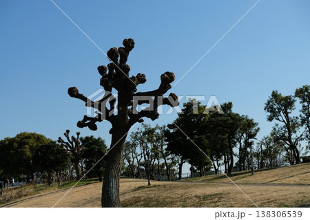 アメリカデイゴは、冬空に拳を突き上げた姿に変わっている 138306539