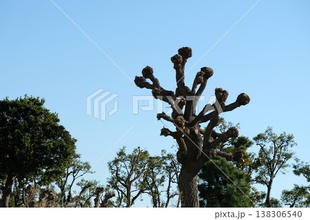 アメリカデイゴは、冬空に拳を突き上げた姿に変わっている アメリカデイゴは、冬空に拳を突き上げた姿に変わっている 138306540