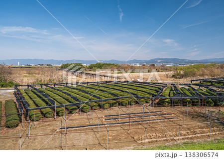 木津川河川敷の茶畑　上津屋橋（流れ橋）　京都府八幡市　 138306574