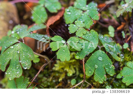冬の森 草の葉についた雫が輝く06 冬の森 草の葉についた雫が輝く06 138306619