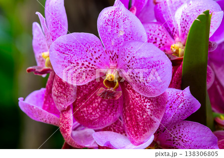 ラン科植物で洋ランの一種バンダ、別名翡翠蘭(ひすいらん)の花クローズアップ ラン科植物で洋ランの一種バンダ、別名翡翠蘭(ひすいらん)の花クローズアップ 138306805