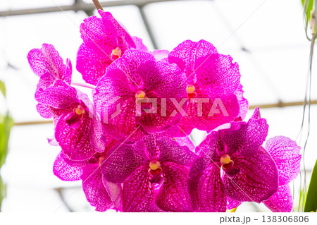 ラン科植物で洋ランの一種バンダ、別名翡翠蘭(ひすいらん)の花クローズアップ ラン科植物で洋ランの一種バンダ、別名翡翠蘭(ひすいらん)の花クローズアップ 138306806