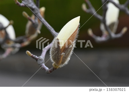 ハクモクレンの花の蕾 138307021