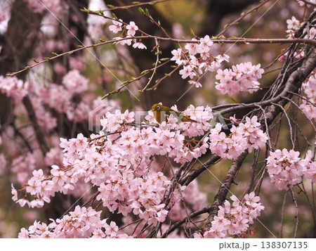 六義園の満開の枝垂れ桜に遊ぶメジロ 六義園の満開の枝垂れ桜に遊ぶメジロ 138307135