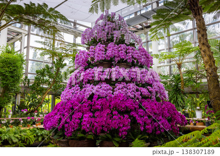 ラン科植物で洋ランの一種コチョウラン(胡蝶蘭)の花展示物 ラン科植物で洋ランの一種コチョウラン(胡蝶蘭)の花展示物 138307189