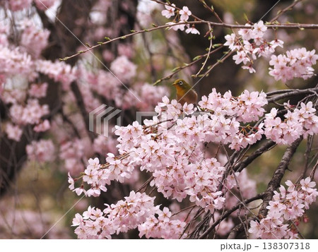 六義園の満開の枝垂れ桜に遊ぶメジロ 138307318