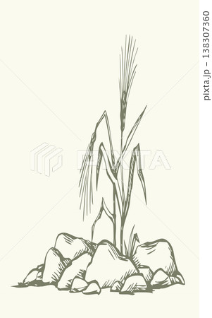Vector drawing. Sick wheat growing in stony field 138307360