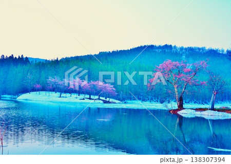早春残雪の中子の桜 早春残雪の中子の桜 138307394