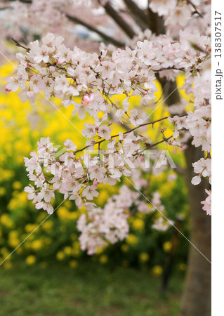 桜と菜の花畑 桜と菜の花畑 138307517