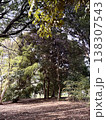 公園の木 138307543