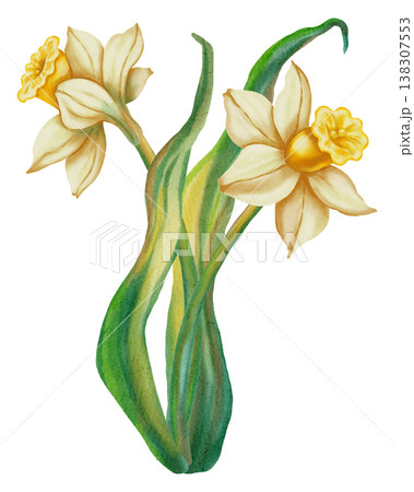 Narcissus. Watercolor hand drawn white narcissus flower on white background. Spring floral illustration perfect for holiday, birthday, Women's Day, Easter cards and romantic designs. Narcissus. Watercolor hand drawn white narcissus flower on white background. Spring floral illustration perfect for holiday, birthday, Women's Day, Easter cards and romantic designs. 138307553