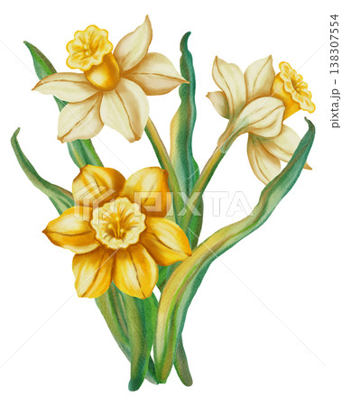 Narcissus. Watercolor hand drawn yellow and white narcissus flower on white background. Spring floral illustration perfect for holiday, birthday, Women's Day, Easter cards and romantic designs.  138307554