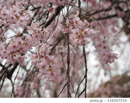 六義園の満開の枝垂れ桜 138307559
