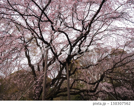 六義園の満開の枝垂れ桜 138307562