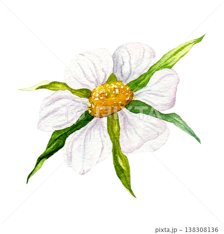 Watercolor strawberry flower with green leaves, hand painted white blossom isolated on white background, botanical garden plant clipart for packaging, labels, food design and spring projects 138308136