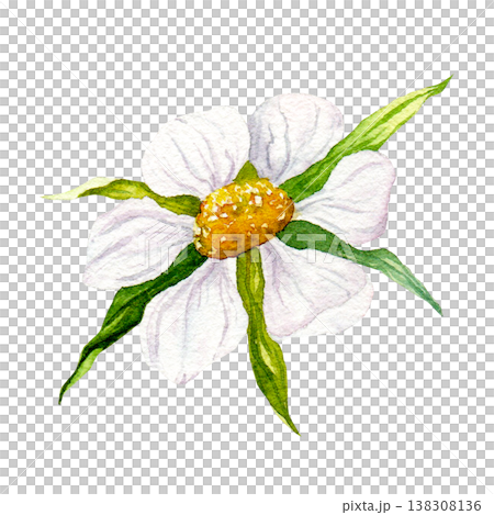 Watercolor strawberry flower with green leaves, hand painted white blossom isolated on white background, botanical garden plant clipart for packaging, labels, food design and spring projects 138308136