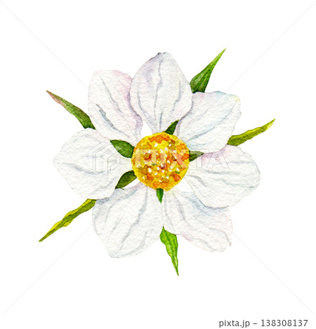 Watercolor strawberry blossom isolated on white background, hand painted white garden flower with yellow center and green leaves, botanical spring clipart for packaging, labels and food design Watercolor strawberry blossom isolated on white background, hand painted white garden flower with yellow center and green leaves, botanical spring clipart for packaging, labels and food design 138308137
