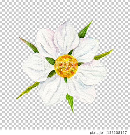 Watercolor strawberry blossom isolated on white background, hand painted white garden flower with yellow center and green leaves, botanical spring clipart for packaging, labels and food design Watercolor strawberry blossom isolated on white background, hand painted white garden flower with yellow center and green leaves, botanical spring clipart for packaging, labels and food design 138308137